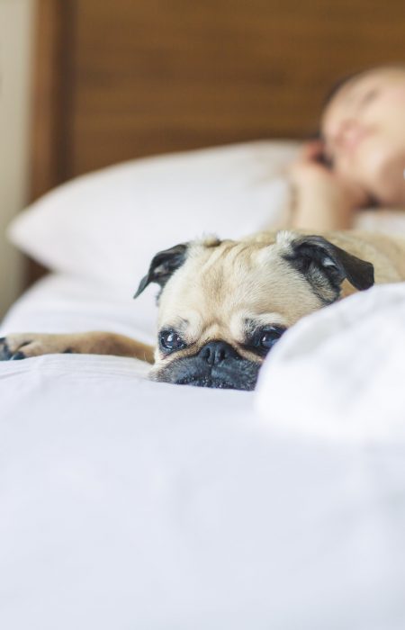 pug-gets-cozy-in-the-morning_4460x4460